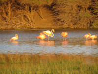 Kralendijk Sewage Ponds